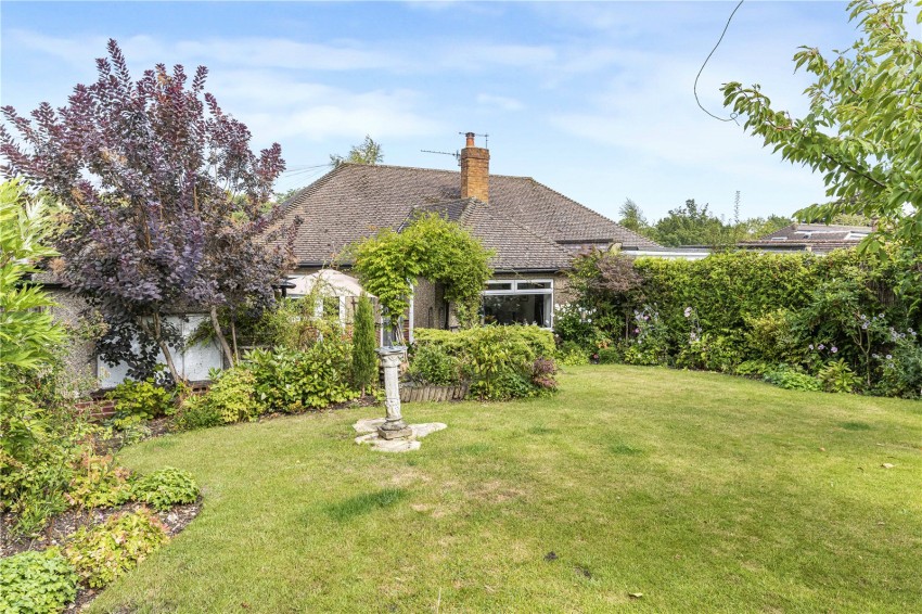 Images for Orpington