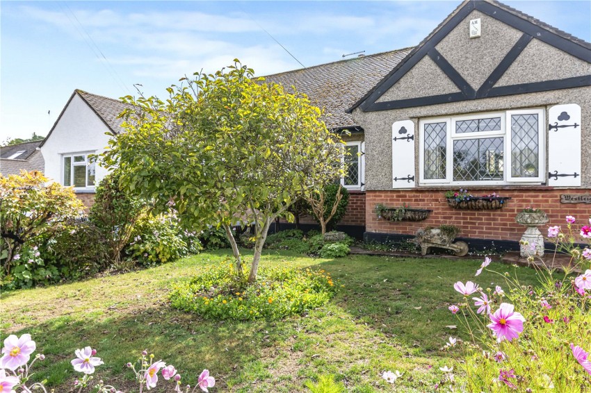 Images for Orpington
